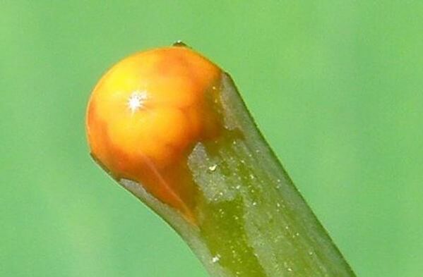 Properties of celandine in the treatment of papillomas.